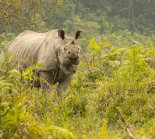 Kaziranga National Park