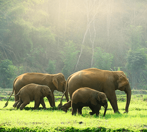 3N Kaziranga 2N Guwahati