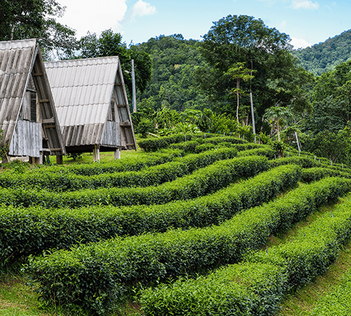 Shillong and Cherrapunjee