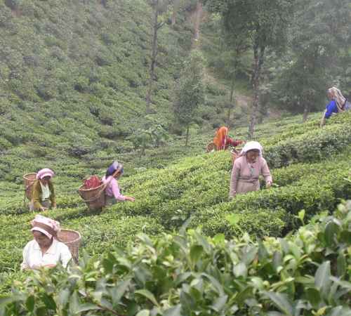 North Bengal and North sikkim