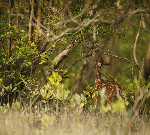 Day Trip to Sunderban