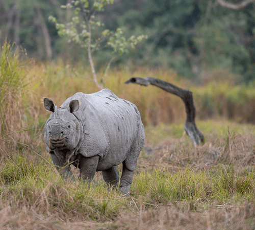 Kaziranga and Nameri
