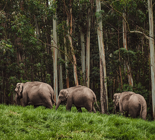 Dooars Jungle Safari