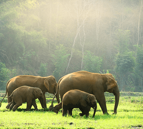 The Himalayan Grandeur